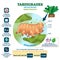 Tardigrades Water Bears vector illustration. Labeled described moss piglets