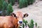 The Tarentaise cow grazing, close up.