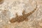 Tarentola mauritanica, Moorish Wall Gecko, lizard from Gargano, Italy. Animal in the habitat, white rock in hot sunny dat. Widlife