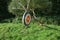 Target of straw hanging from the old tree branch with arrows through