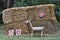 Targets with deer