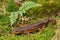 Taricha granulosa - Roughskinned newt