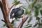 Tarictic hornbill