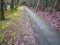 Tarmac path between trees in winter