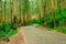 Tarmac road isolated in the middle of dense green forest