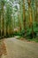 Tarmac road isolated in the middle of dense green forest