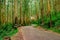 Tarmac road isolated in the middle of dense green forest