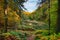 The Tarn in Morralee Wood at Allen Banks