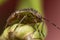 Tarnished Plant Bug on Green Flower Stem