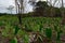 Taro, Colocasia esculenta, growing in a field in Niue