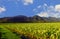 Taro field in Kauai Hawaii