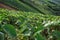 Taro field in mountains,Phechaboon Thailand