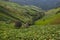 Taro field in mountains,Phechaboon Thailand