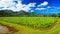 Taro Field, North Kauai