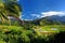 Taro fields in beautiful Hanalei Valley