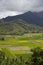 Taro Fields at Hanalei Valley, Kauai, Hawaii