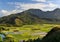 Taro Fields on Kauai, Hawaii