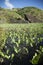 The Taro fields in Lanyu.