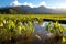 Taro fields, mountains, blue sky, tropical Kauai island