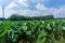 Taro garden with blue sky