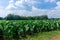 Taro garden with blue sky