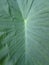 Taro Leaf Textures