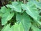 Taro plant leaf, nutritious taro plant