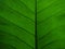 Taro plant leaf, the venation pattern, green colour, background image