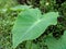 taro plant leaf is very nutritious