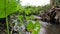 The taro plant, which has green love-shaped leaves, grows on the edge of the drain