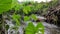 The taro plant, which has green love-shaped leaves, grows on the edge of the drain