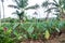 Taro plantation with banana palm trees growing on Upolu Island,