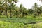 Taro plantation - Colocasia esculenta - in tropical climate on Rarotonga, Cook Islandse 