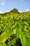 Taro plantation on an island in Pacific