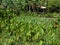 Taro plantation, one of the main root crops of Palau