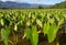 Taro plants in Hanalei Valley on Kauai