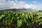 Taro plants in Hanalei Valley in Kauai