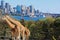 Taronga Zoo Sydney Australia