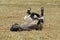 Tarpan Horse, equus caballus gmelini, Adult Rolling on Back in Grass