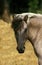 Tarpan Horse, equus caballus gmelini, Portrait of Adult