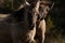 Tarpan horse portrait. Wild horse. Wildlife and nature background. One horse bites playing the second