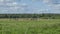 Tarpan horses in nature. Wild horses. Wildlife and nature background. Herd of wild horses Tarpan on the pasture