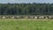 Tarpan horses in nature. Wild horses. Wildlife and nature background. Herd of wild horses Tarpan on the pasture