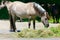 Tarpan Wild Horses