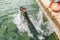 Tarpon feeding in the Keys in Florida. Close up of man hand feeding big tarpons fish jumping out of water - a fun