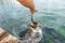 Tarpon feeding in the Keys in Florida. Close up of man hand feeding big tarpons fish jumping out of water - a fun