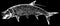 Tarpon fish fishing illustration on black background