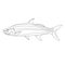 Tarpon fish, vector illustration,  lining draw, side