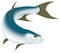 tarpon fish vector illustration transparent background