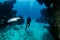 Tarpon in a small cave with SCUBA Diver